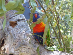 Rainbow Lorikeet