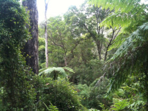 rainforest